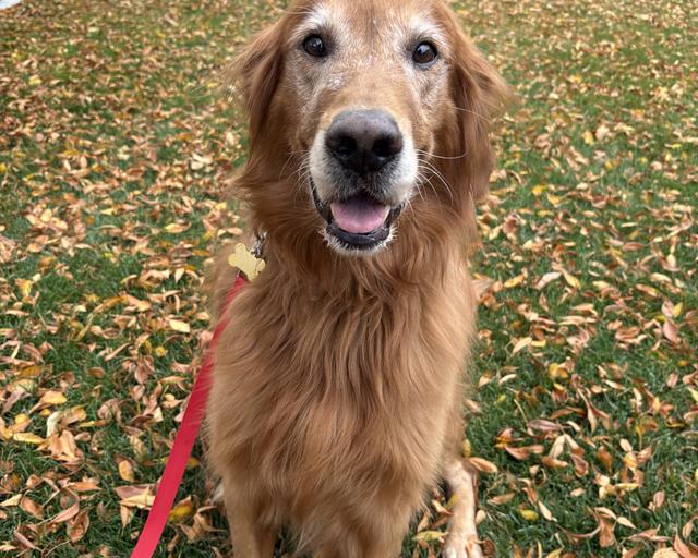 Maui, a rescue dog through IDGRR