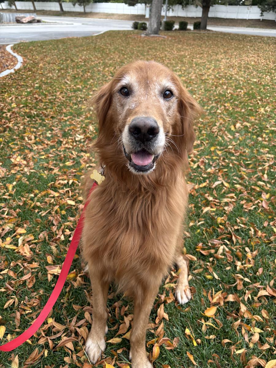 Maui, a rescue dog through IDGRR