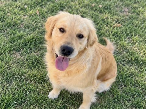 Maple, a rescue dog through IDGRR