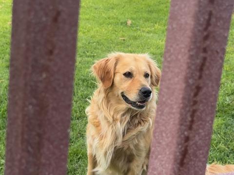 Maple, a rescue dog through IDGRR