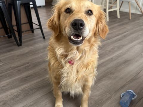 Maple, a rescue dog through IDGRR