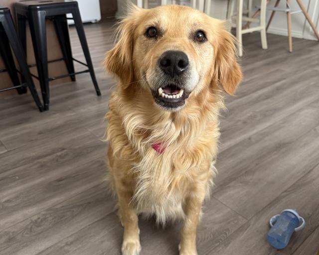 Maple, a rescue dog through IDGRR