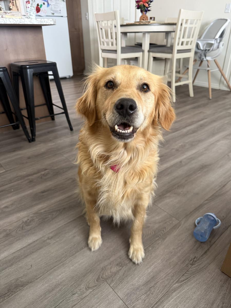 Maple, a rescue dog through IDGRR
