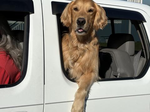 Hudson, a rescue dog through IDGRR