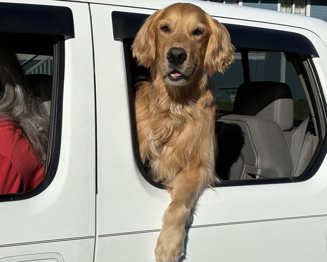 Hudson, a rescue dog through IDGRR