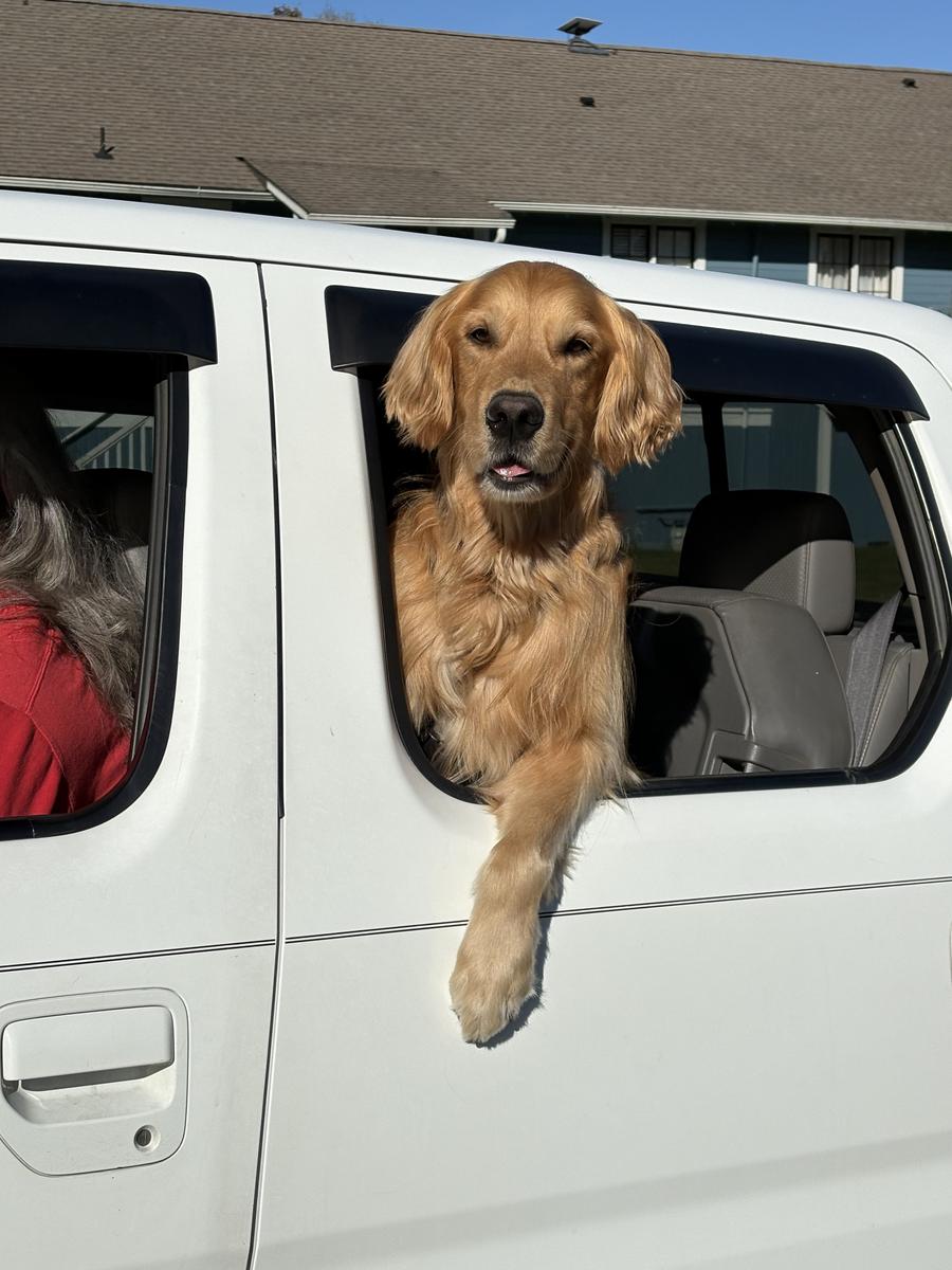 Hudson, a rescue dog through IDGRR