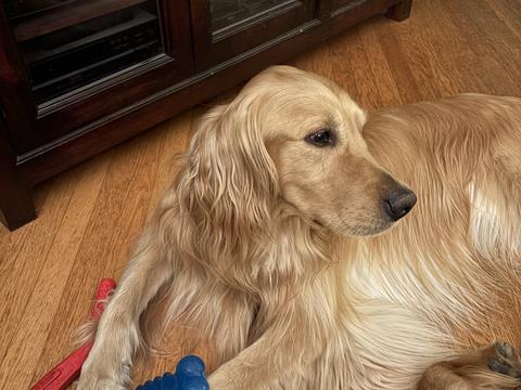 Hudson, a rescue dog through IDGRR