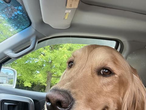 Hudson, a rescue dog through IDGRR