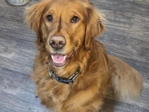 Kodi, a rescue dog through IDGRR