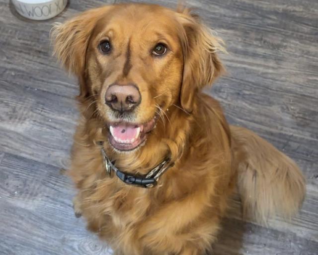 Kodi, a rescue dog through IDGRR