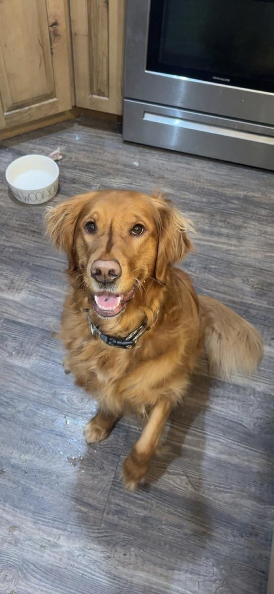 Kodi, a rescue dog through IDGRR