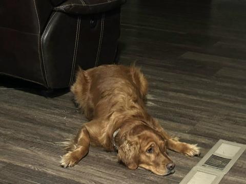 Kodi, a rescue dog through IDGRR