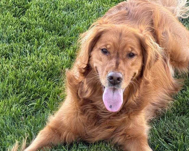 Kodi, a rescue dog through IDGRR