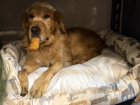 Nala, a rescue dog through IDGRR