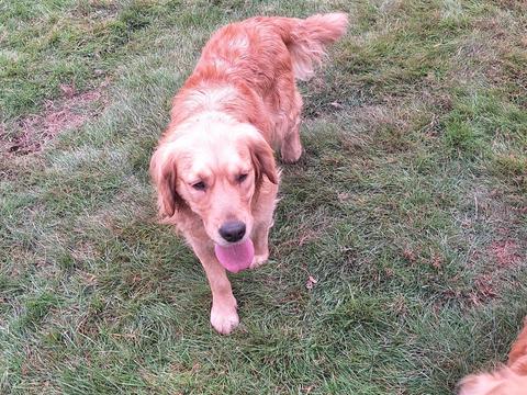 Nala, a rescue dog through IDGRR