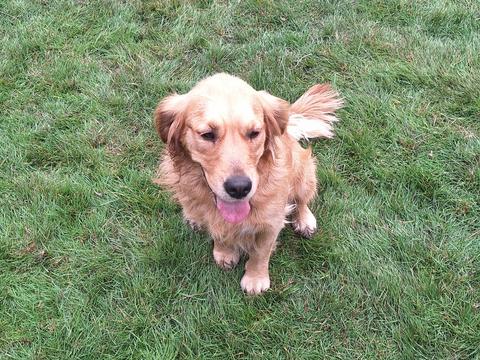 Nala, a rescue dog through IDGRR