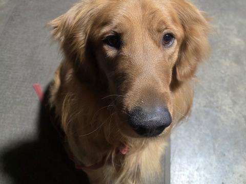 Zurg, a rescue dog through IDGRR