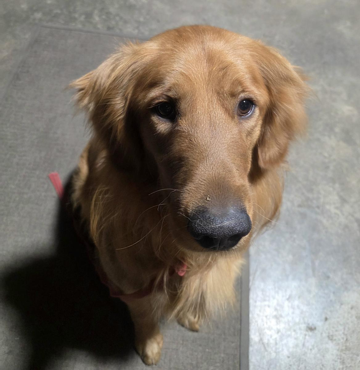 Zurg, a rescue dog through IDGRR