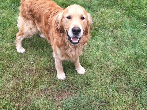 Maverick, a rescue dog through IDGRR