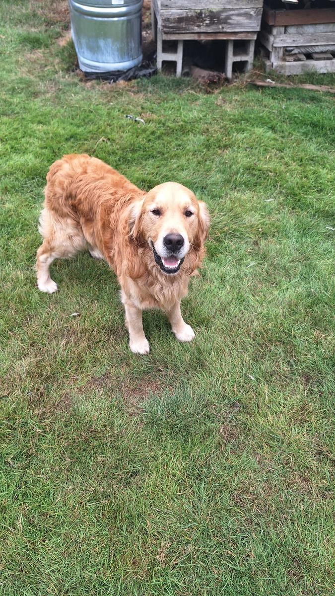 Maverick, a rescue dog through IDGRR