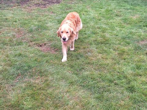Maverick, a rescue dog through IDGRR