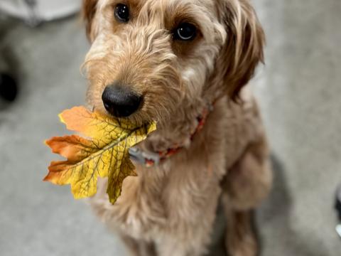 Luca, a rescue dog through IDGRR