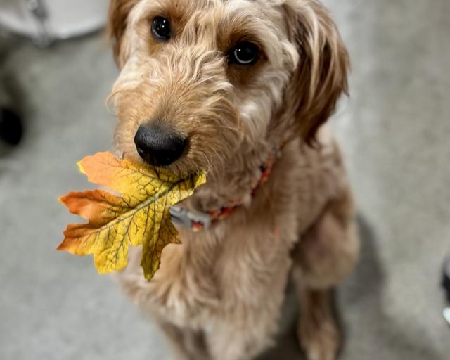 Luca, a rescue dog through IDGRR