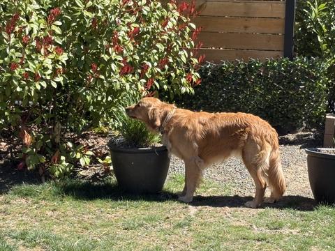Bowie, a rescue dog through IDGRR