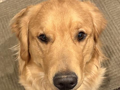 Anchor, a rescue dog through IDGRR