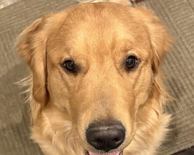Anchor, a rescue dog through IDGRR