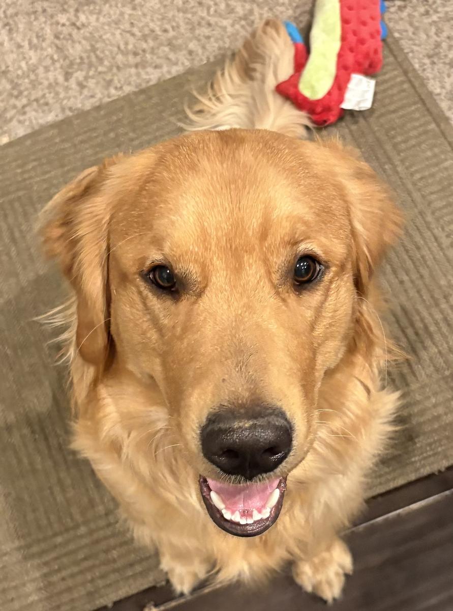 Anchor, a rescue dog through IDGRR