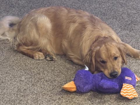Anchor, a rescue dog through IDGRR
