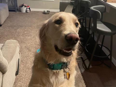 Anchor, a rescue dog through IDGRR
