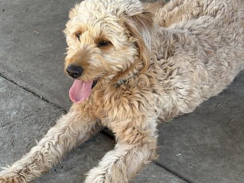 Luca, a rescue dog through IDGRR