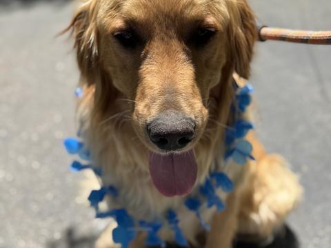 Bowie, a rescue dog through IDGRR