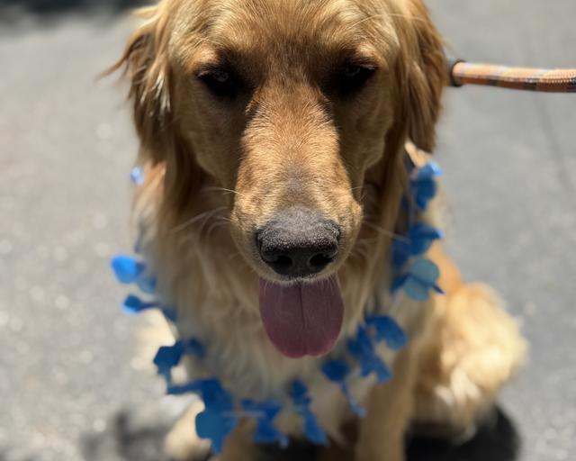 Bowie, a rescue dog through IDGRR