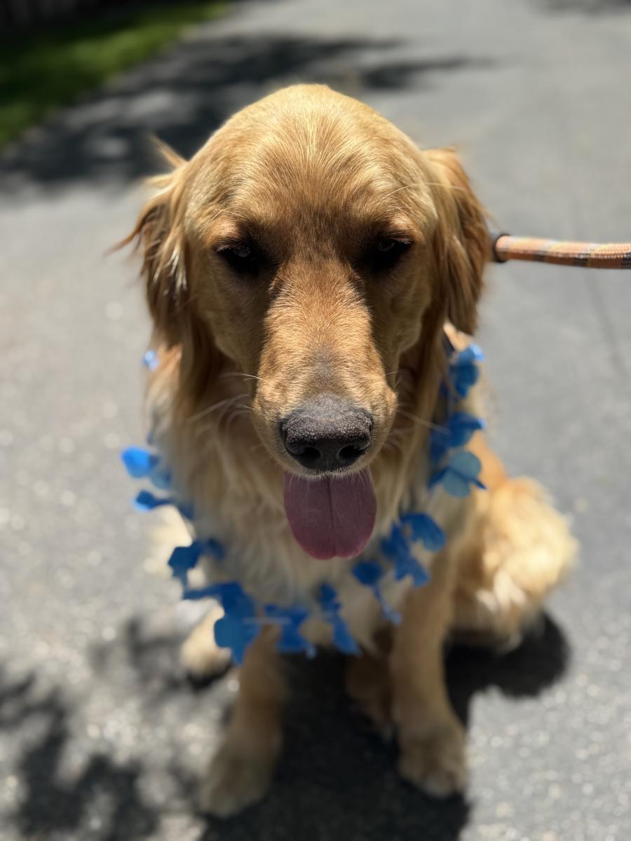 Bowie, a rescue dog through IDGRR