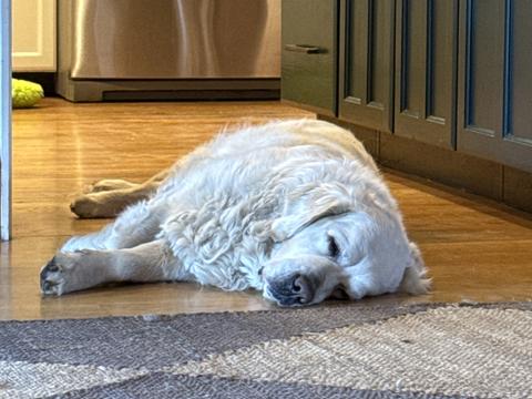 Bubbles, a rescue dog through IDGRR