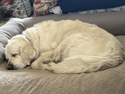 Bubbles, a rescue dog through IDGRR