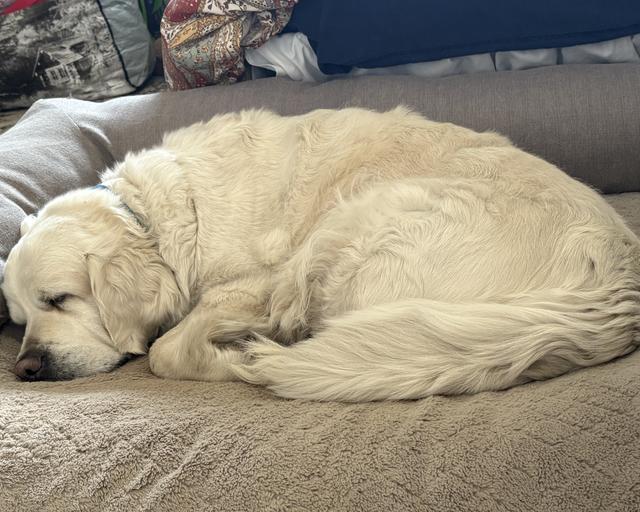 Bubbles, a rescue dog through IDGRR