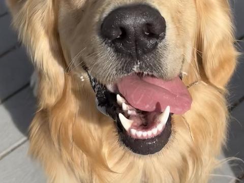Remi, a rescue dog through IDGRR