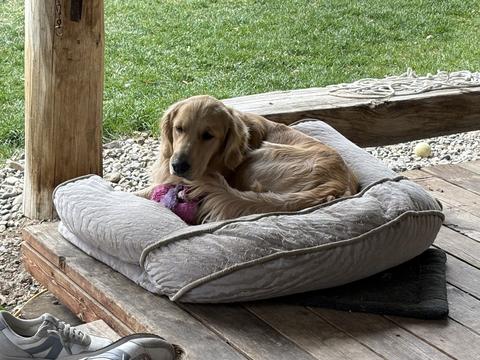 Remi, a rescue dog through IDGRR