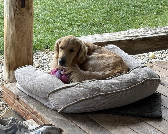 Remi, a rescue dog through IDGRR