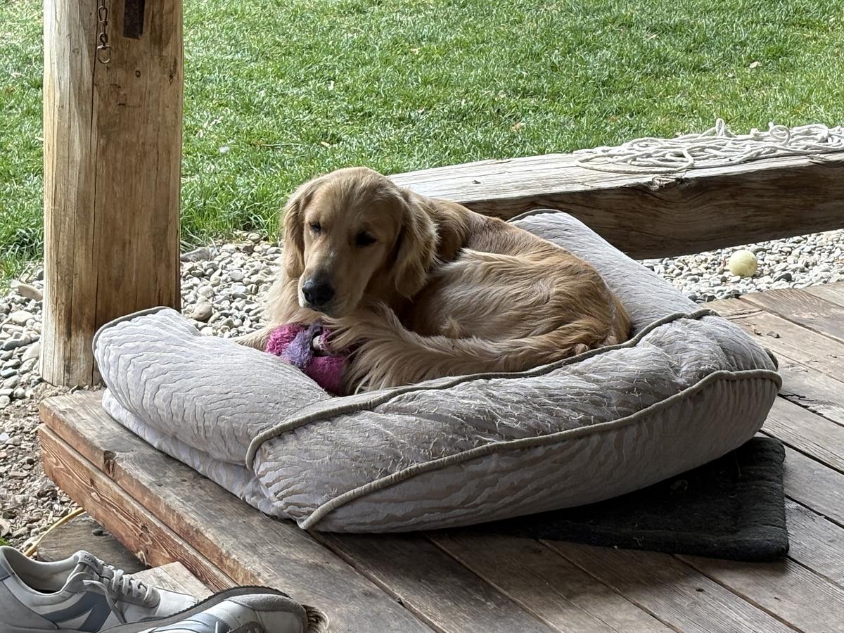 Remi, a rescue dog through IDGRR