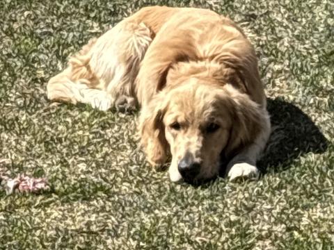 Remi, a rescue dog through IDGRR