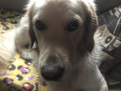 Roman, a rescue dog through IDGRR