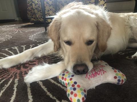 Roman, a rescue dog through IDGRR