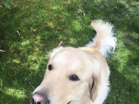 Roman, a rescue dog through IDGRR