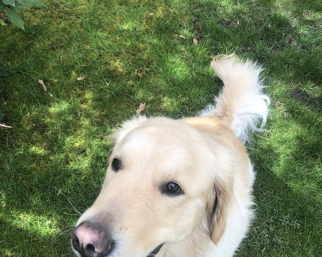 Roman, a rescue dog through IDGRR