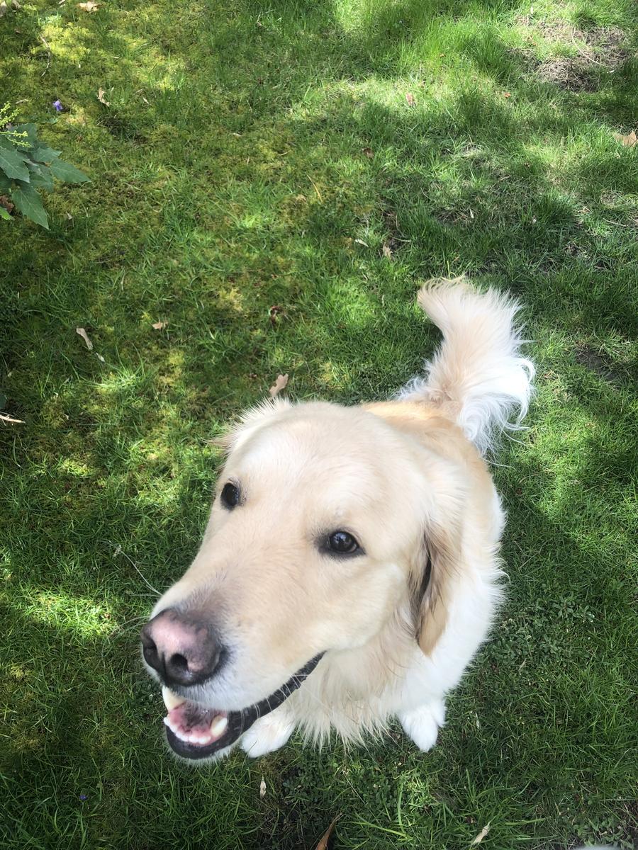 Roman, a rescue dog through IDGRR